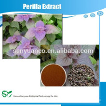 100% Natural Perilla Leaf PE, Perilla Hoja en Polvo, Perilla Leaf Extract